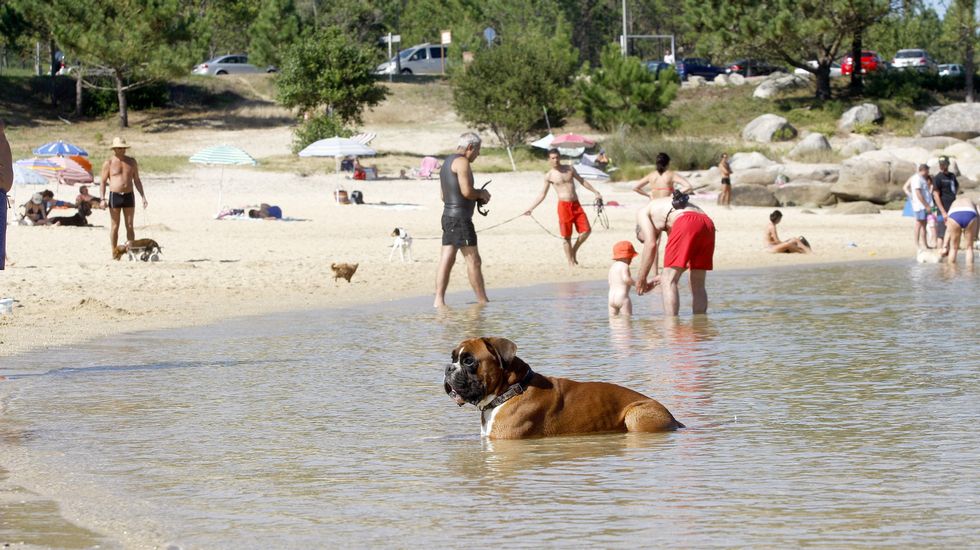 temporal Isla de Alcatraz escribir una carta 10 mejores playas para viajar con perros en España – Dimension Turistica  Magazine